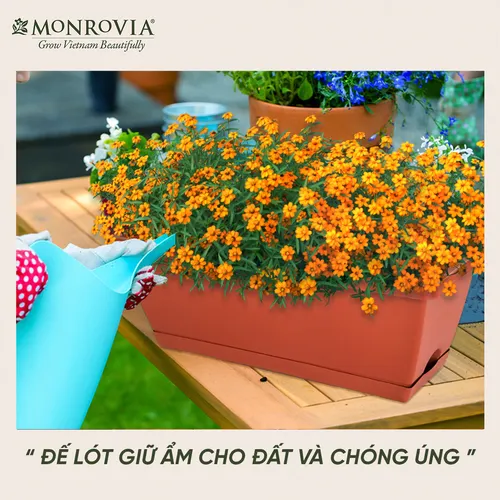 Chậu Nhựa Trồng Cây Hình Chữ Nhật Monrovia Kèm Giỏ Treo – Sang trọng-Bền-Đẹp.