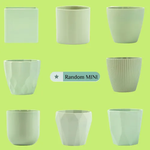 ✨ Combo Chậu Nhựa Nhỏ Xinh Xắn: Trang Trí Góc Yêu Thêm Sinh Động.