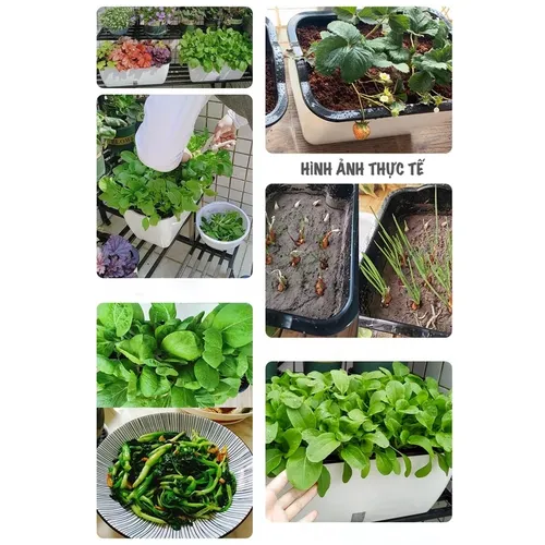 🏡 Chậu Trồng Rau Thông Minh – Tự Động Tưới Nước, Phát Triển Mạnh Mẽ.