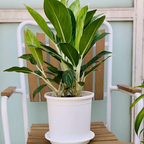 Chậu Nhựa Trắng VIETPOT – Điểm nhấn Sang trọng cho Không gian của Bạn.