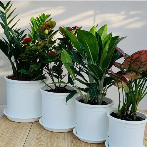 Chậu Nhựa Trắng VIETPOT – Điểm nhấn Sang trọng cho Không gian của Bạn.