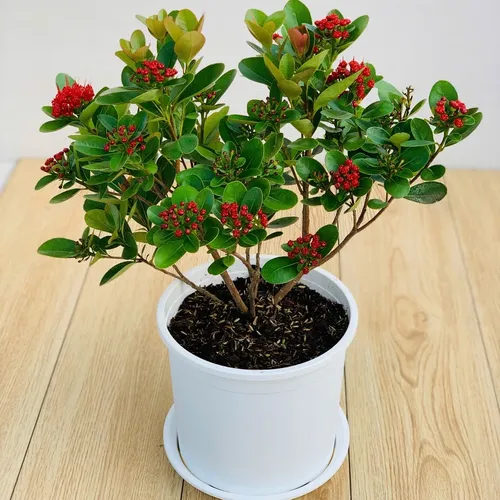 Chậu Nhựa Trắng VIETPOT – Điểm nhấn Sang trọng cho Không gian của Bạn.