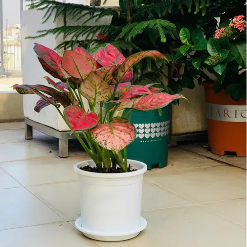 Chậu Nhựa Trắng VIETPOT – Điểm nhấn Sang trọng cho Không gian của Bạn.