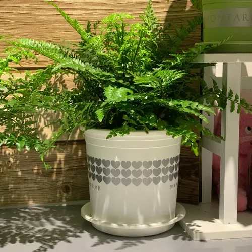 Chậu Nhựa Trắng trồng cây VIETPOT - Tôn vẻ đẹp Sang trọng Cho Không gian nhà bạn!