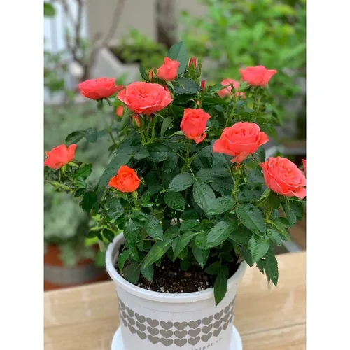 Chậu Nhựa Trắng trồng cây VIETPOT - Tôn vẻ đẹp Sang trọng Cho Không gian nhà bạn!