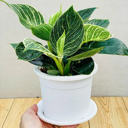 Chậu Nhựa Trắng VIETPOT – Điểm nhấn Sang trọng cho Không gian của Bạn.