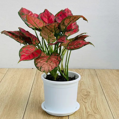 Chậu Nhựa Trắng VIETPOT – Điểm nhấn Sang trọng cho Không gian của Bạn.