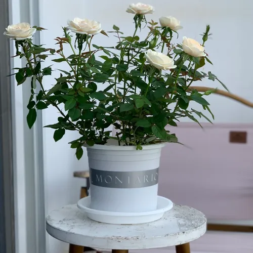 Chậu Nhựa Tròn VIETPOT Màu Trắng Sang Trọng – Lý tưởng cho Trang Trí Nhà Cửa & Sân Vườn .