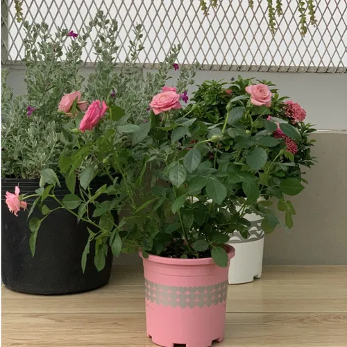 Chậu Cây Nhựa VIETPOT Màu Hồng - Tô điểm cho không gian nhà bạn thêm lãng mạn!