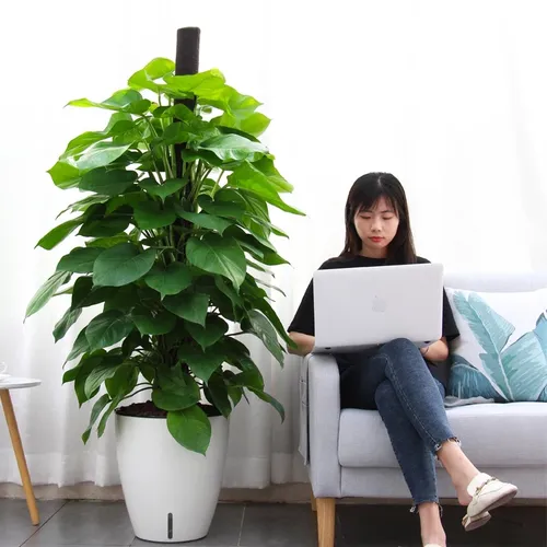 🌞 Chậu Cây Cảnh Đẹp, Thông minh,  Ấn Tượng.