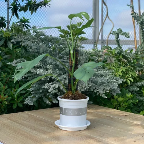 Chậu Nhựa Tròn VIETPOT Màu Trắng Sang Trọng – Lý tưởng cho Trang Trí Nhà Cửa & Sân Vườn .