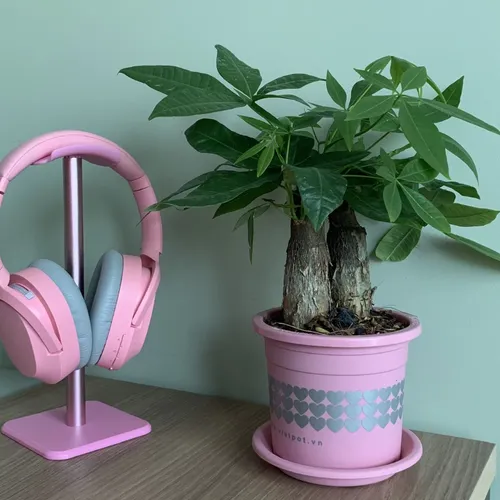 Chậu Cây Nhựa VIETPOT Màu Hồng - Tô điểm cho không gian nhà bạn thêm lãng mạn!