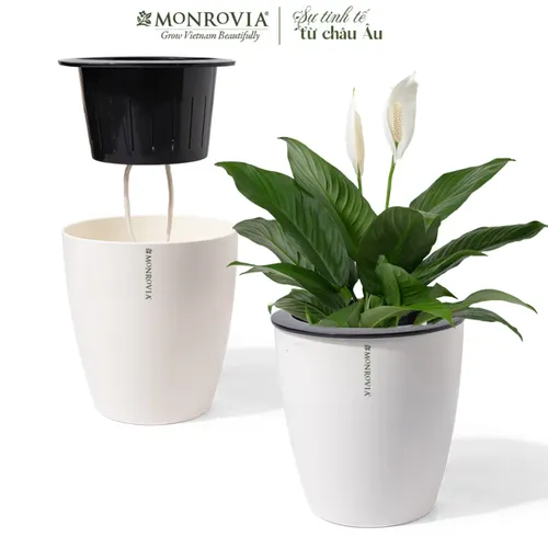 🔥 Chậu Nhựa Trồng Cây Thông Minh | Tiện Lợi, Dễ Dàng Chăm Sóc.