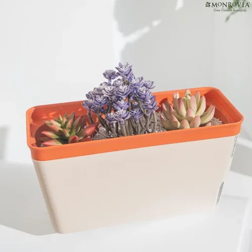 🌷 Combo Chậu Nhựa Trồng Cây Cảnh Thông Minh: Tự Tưới, Thoát Nước Tốt.