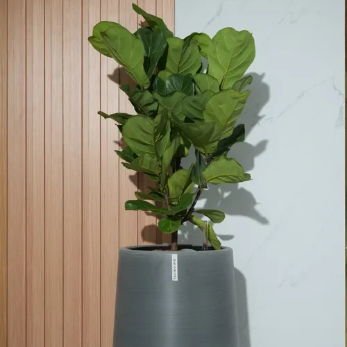 🌼Chậu Nhựa Tròn Trồng Cây Cỡ Lớn ZX Monrovia Premium – Chậu Tự Tưới Thông Minh.