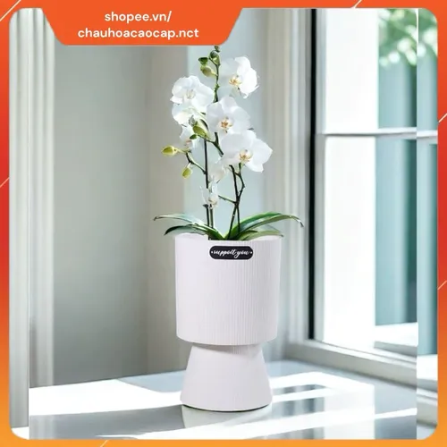 ☀️Chậu Nhựa Trồng Cây Để Bàn, Ban Công - Thiết Kế Chân Cao Độc Đáo, Thu Hút