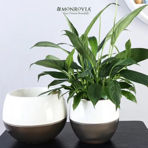 🌸 Chậu Nhựa Trồng Cây Xinh Xắn: Tô Điểm Không Gian Sống Thêm Sinh Động.