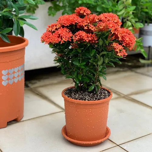 Chậu Nhựa Trồng Hoa Màu Cam VIETPOT – Sắc Màu Tươi Sáng Cho Không Gian Nhà Bạn.