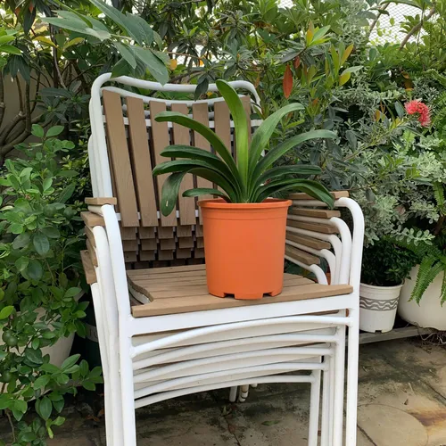 Chậu Nhựa Trồng Hoa Màu Cam VIETPOT – Sắc Màu Tươi Sáng Cho Không Gian Nhà Bạn.