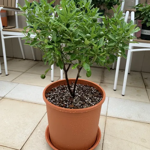 Chậu Nhựa Trồng Hoa Màu Cam VIETPOT – Sắc Màu Tươi Sáng Cho Không Gian Nhà Bạn.