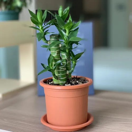 Chậu Nhựa Trồng Hoa Màu Cam VIETPOT – Sắc Màu Tươi Sáng Cho Không Gian Nhà Bạn.