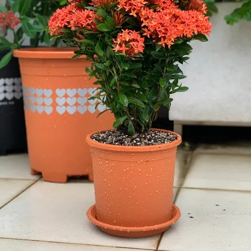 Chậu Nhựa Trồng Hoa Màu Cam VIETPOT – Sắc Màu Tươi Sáng Cho Không Gian Nhà Bạn.