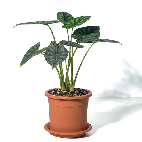 Chậu Nhựa Trồng Hoa Màu Cam VIETPOT – Sắc Màu Tươi Sáng Cho Không Gian Nhà Bạn.