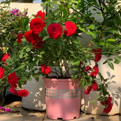 Chậu Cây Nhựa VIETPOT Màu Hồng - Tô điểm cho không gian nhà bạn thêm lãng mạn!