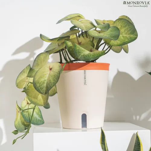 🌼Chậu Nhựa Trồng Cây cao cấp Monrovia Tự Tưới – Phong Cách Nhật Bản Sang Trọng, Trang Trí Nhà & Văn Phòng.