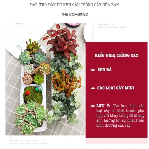  🌵✨Chậu Trồng Sen Đá Mini Để Bàn | Trang Trí Cực Chill, Giá Hạt Dẻ.