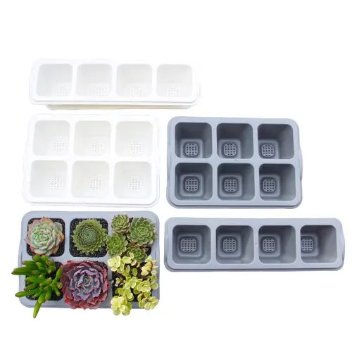  🌵✨Chậu Trồng Sen Đá Mini Để Bàn | Trang Trí Cực Chill, Giá Hạt Dẻ.