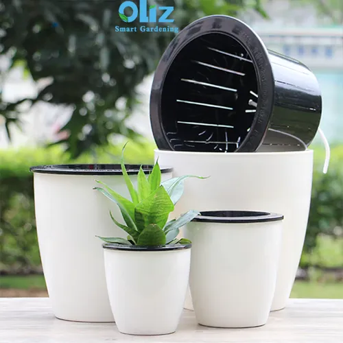 🌱 Chậu Cây Thủy Sinh Để Bàn: Góc Xanh Mát Lành, Tinh Thần Sảng Khoái.