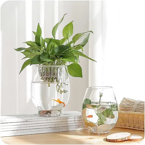 🌿 Chậu Cây Thuỷ Sinh Mini | Dễ Chăm Sóc, Tạo Không Gian Xanh Mát.