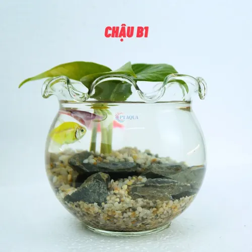 Chậu hoa thủy tinh đẹp – Hồ cá mini trang trí bàn làm việc, góc phòng siêu xinh.