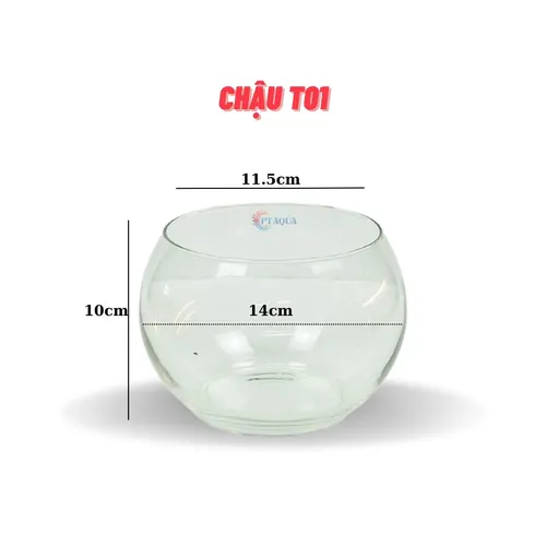 Chậu hoa thủy tinh đẹp – Hồ cá mini trang trí bàn làm việc, góc phòng siêu xinh.