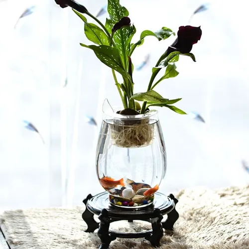 🌿 Chậu Cây Thuỷ Sinh Mini | Dễ Chăm Sóc, Tạo Không Gian Xanh Mát.