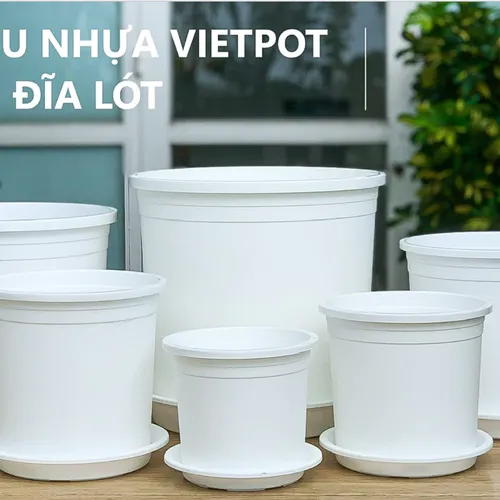 Chậu Nhựa Trắng VIETPOT – Điểm nhấn Sang trọng cho Không gian của Bạn.