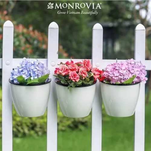 Chậu Treo Ban Công MONROVIA Xinh Xắn - Tô Điểm Không Gian Sống Của Bạn.