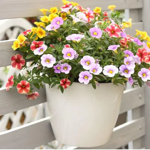 Chậu Treo Ban Công MONROVIA Xinh Xắn - Tô Điểm Không Gian Sống Của Bạn.