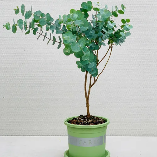 Chậu nhựa trồng cây cảnh VIETPOT xanh Mint MONTARIO – Đẹp hiện đại.