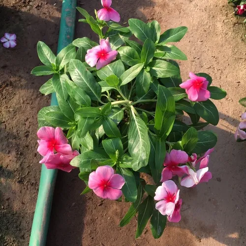 🌸 CÂY DỪA CẠN RỦ VÀ ĐỨNG - BÍ QUYẾT BIẾN BAN CÔNG THÀNH THÁC HOA RỰC RỠ!