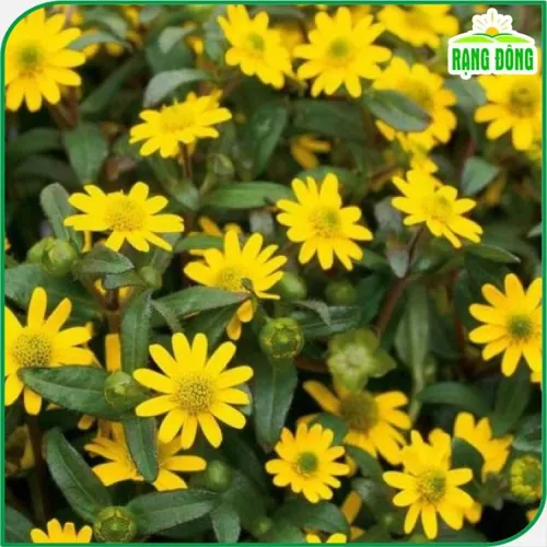 🌼 HOA CÚC SAO BĂNG - Chỉ 1 gói 150 hạt, ban công nhà bạn BÙNG NỔ sắc vàng may mắn!