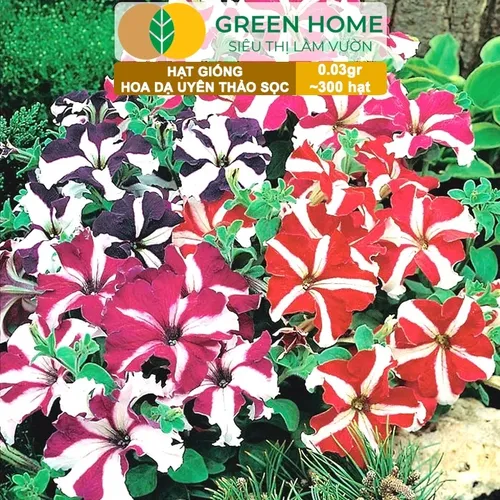 🌸 HẠT GIỐNG HOA DẠ YẾN THẢO SỌC: GIEO VẺ ĐẸP RỰC RỠ CHO BAN CÔNG!