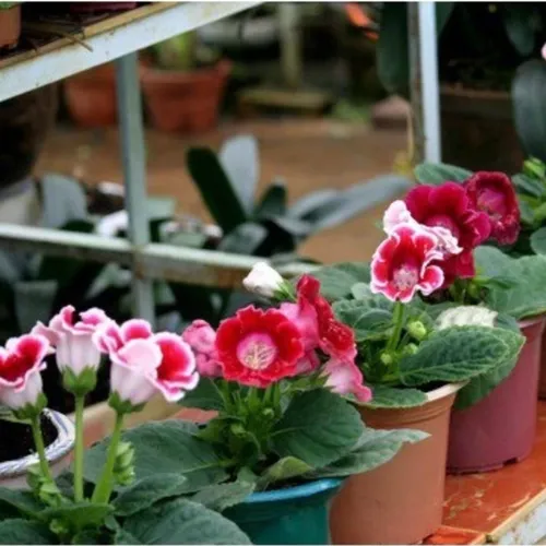 🌼 HOA TỬ LA LAN - GIỐNG F1, NẢY MẦM SIÊU TỐT!