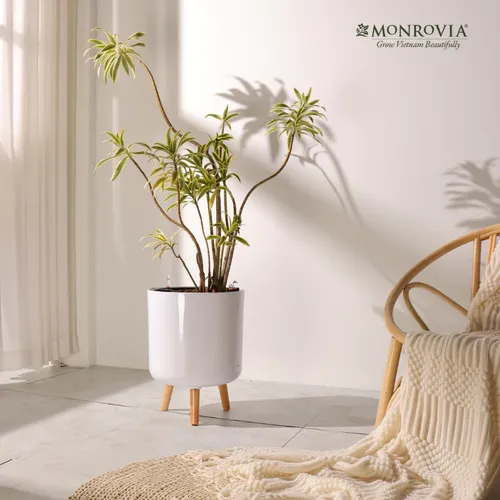 🌵 Chậu Trồng Cây Nhựa Thông Minh: Tự Dưỡng Ẩm, Thoát Nước Tốt.