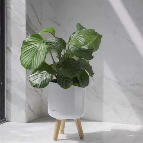 🌵 Chậu Trồng Cây Nhựa Thông Minh: Tự Dưỡng Ẩm, Thoát Nước Tốt.