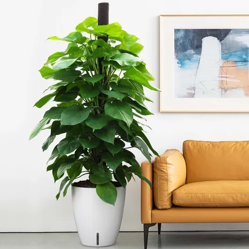 👍 Chậu Trồng Cây Thông Minh- Giải Pháp Cho Người Bận Rộn.