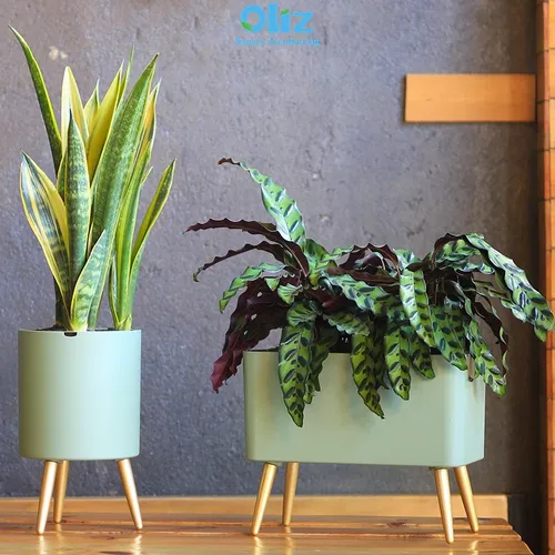 🌞 Chậu Trồng Cây Thông Minh – Tiết Kiệm Thời Gian, Có Chuông Báo Khi Cây Thiếu Nước.