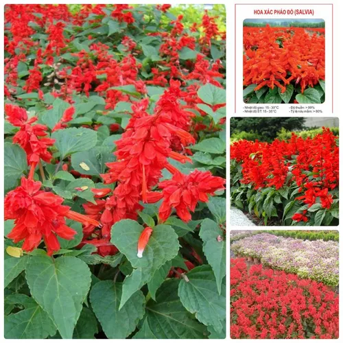 🌸🔥 HOA XÁC PHÁO ĐỎ - Hàng Công Ty Chuẩn F1, Hoa To Bền Màu Hơn Hẳn!