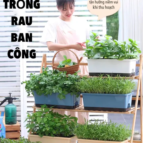 🌿 Chậu Nhựa Trồng Rau Sạch – Dễ Dàng Sử Dụng, Tiết Kiệm Chi Phí.